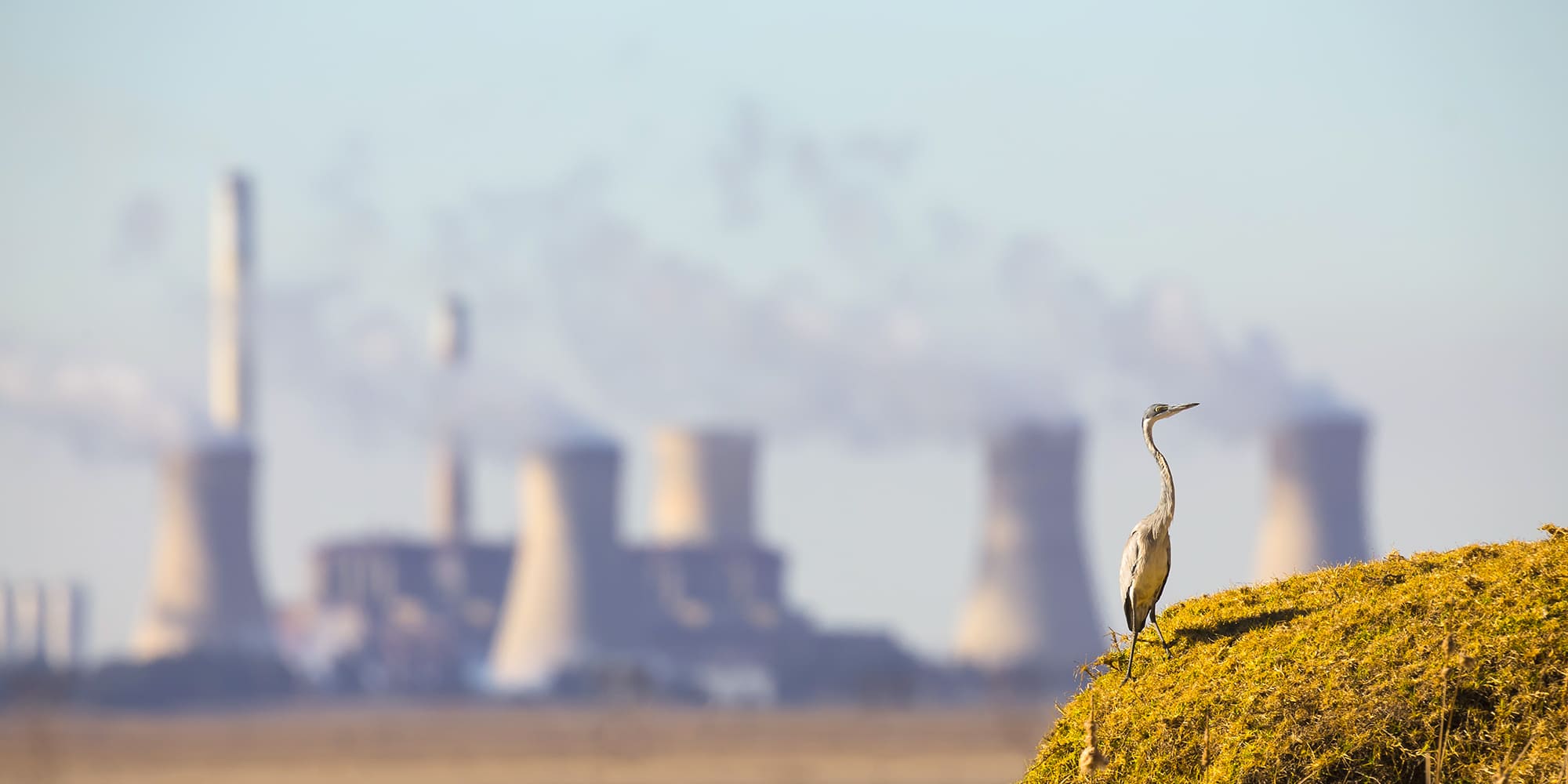 The Top 5 Threats to Bird Populations